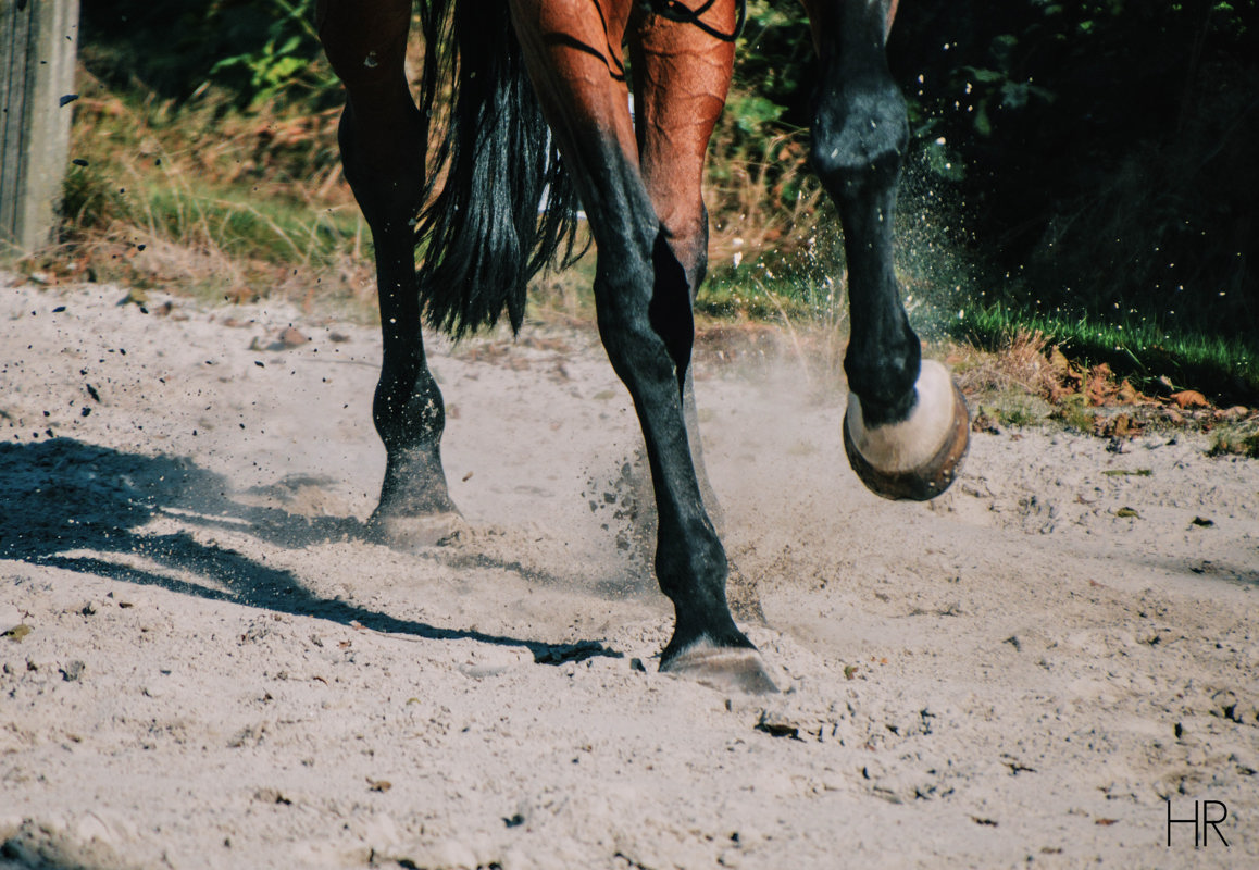 Hippisch recht