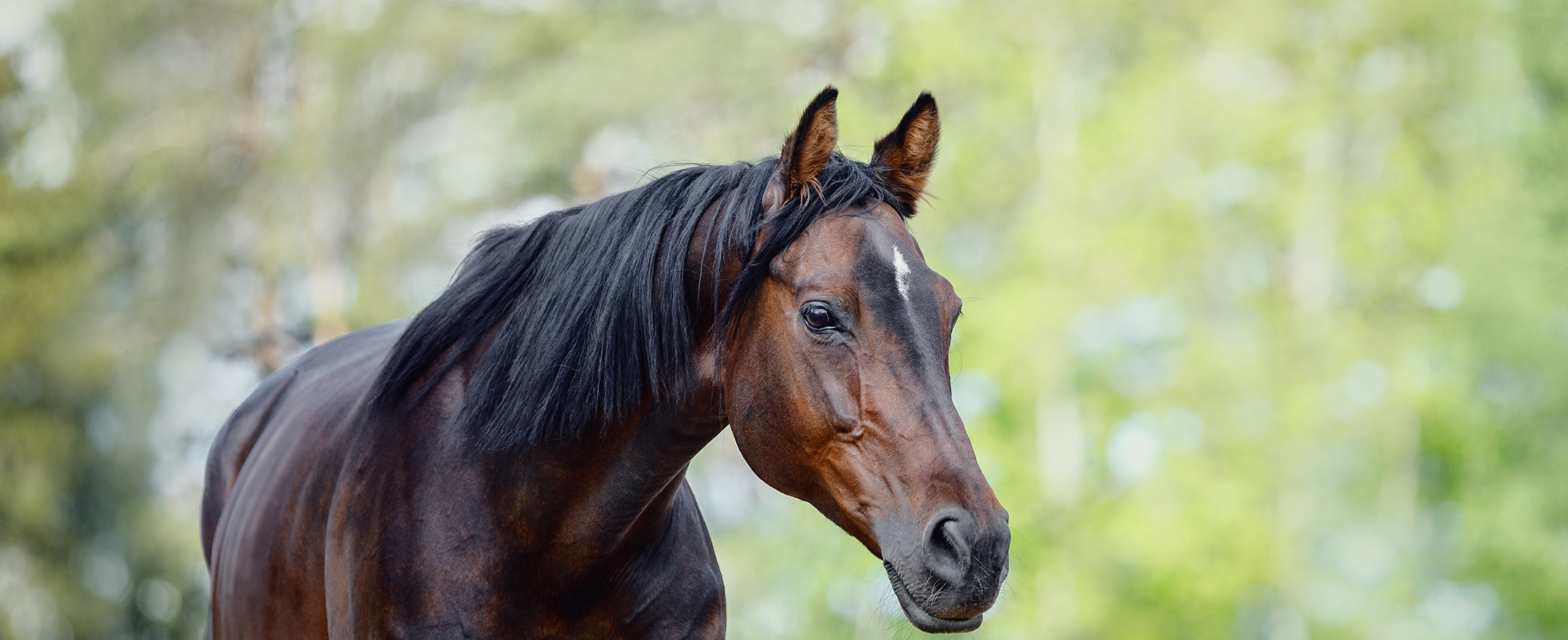 Hippisch recht