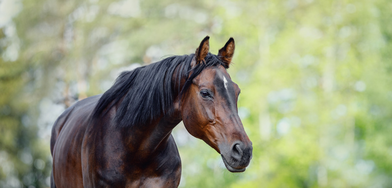 Hippisch recht